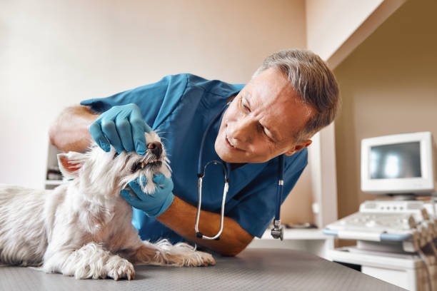 Best Mobile Emergency Dentist in Burnham, IL